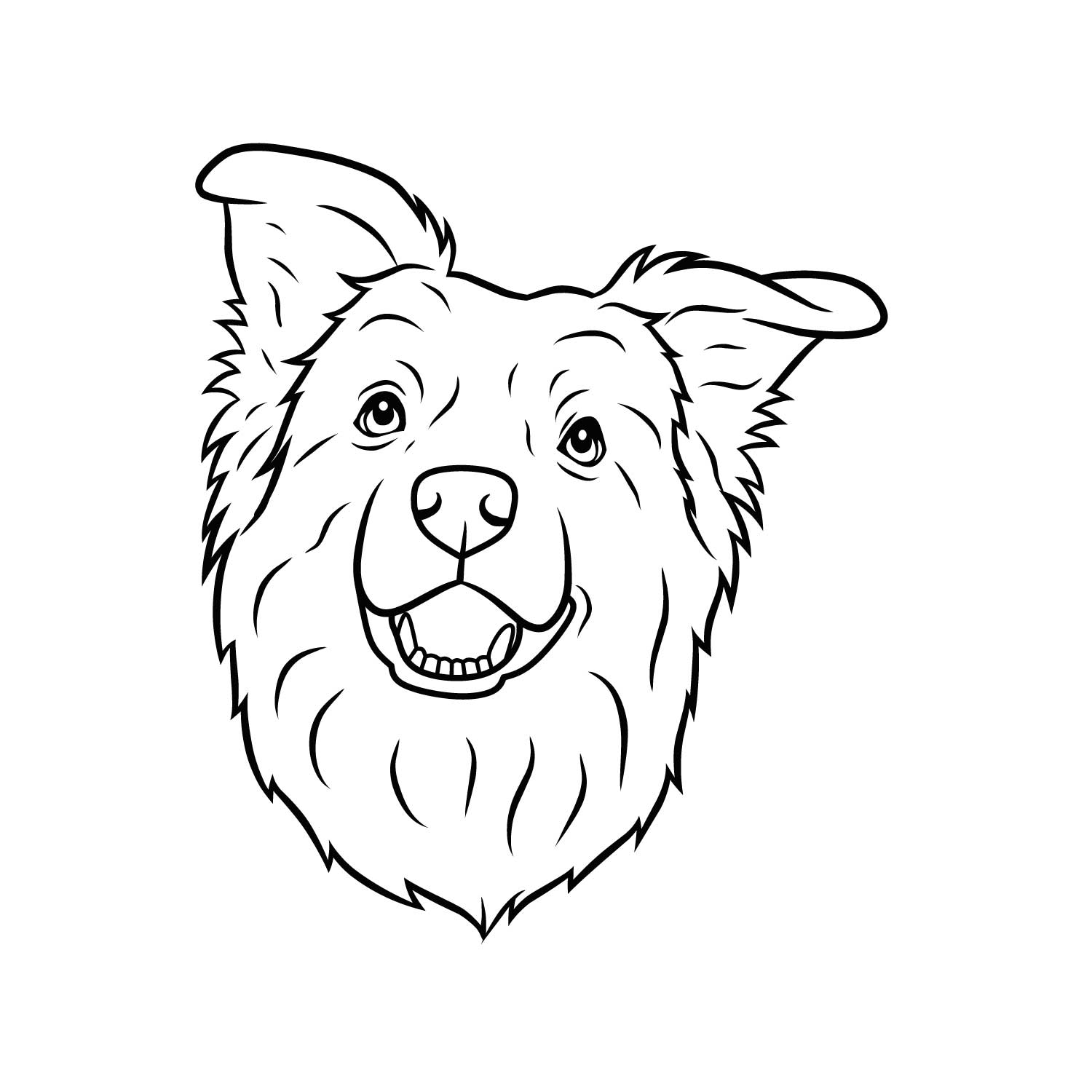 Border Collie
