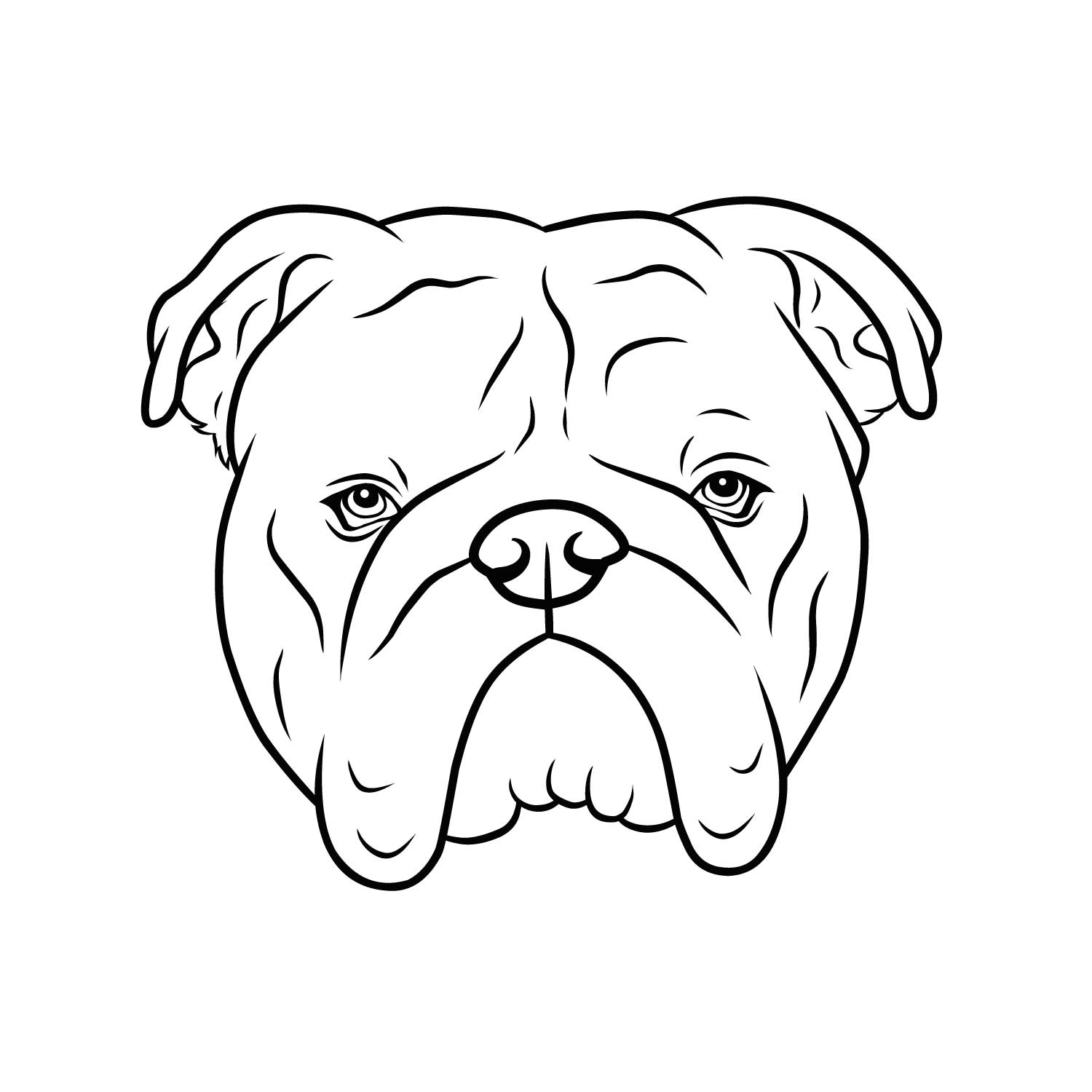 Englische Bulldogge