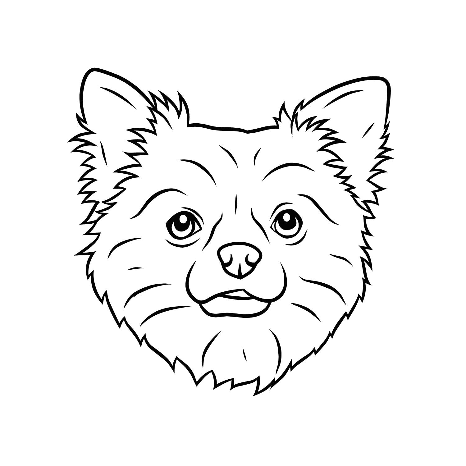 Langhaar Chihuahua